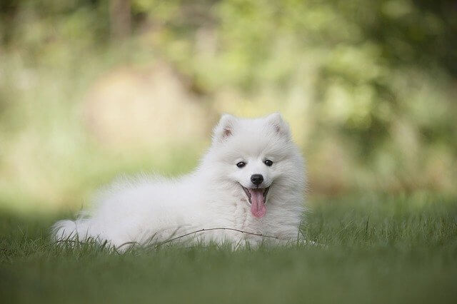 white puppy on meadow