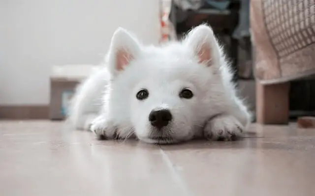 white samoyed puppy