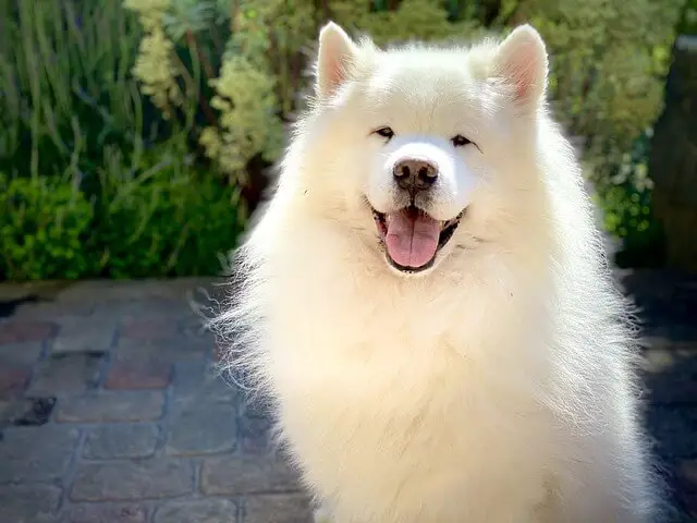 white samoyed smiling