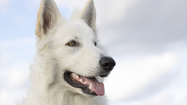 white shepherd