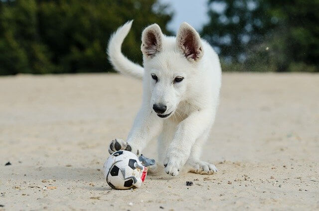 white-shepherd on beach