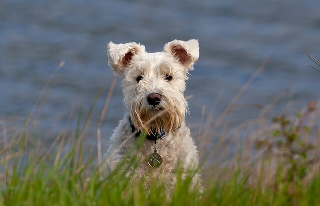 white-small-dog