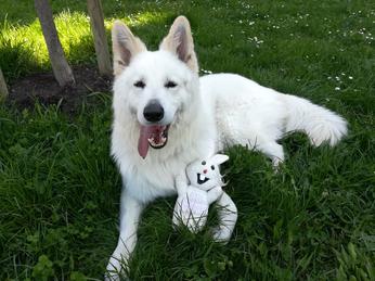 is jerky safe for white shepherd puppies