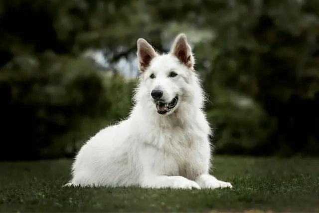 White Swiss Shepherd