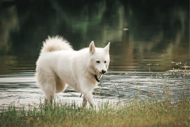 White Swiss Shepherd