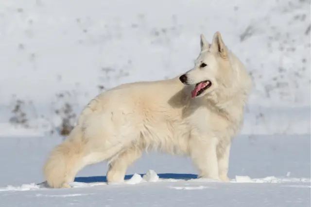 Meet The Swiss White Shepherd Dog - World Dog Finder