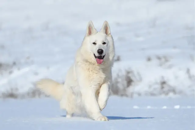 Meet The Swiss White Shepherd Dog - World Dog Finder