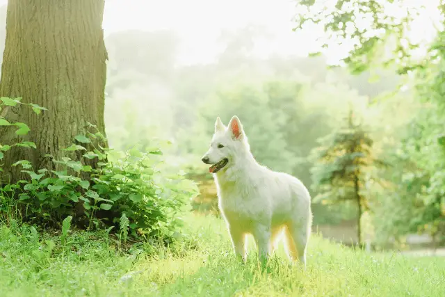 White Swiss Shepherd