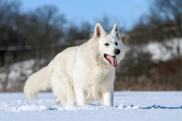 White Swiss Shepherd