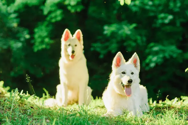 White Swiss Shepherd