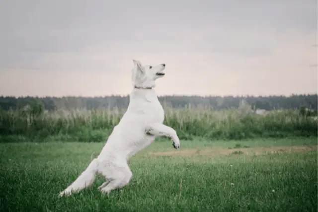 White Swiss Shepherd jumping