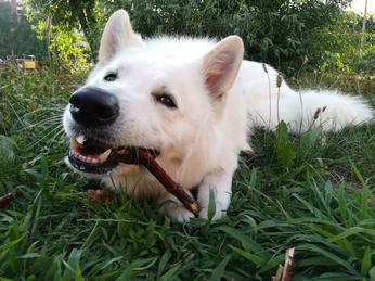 how much does a white shepherd cost