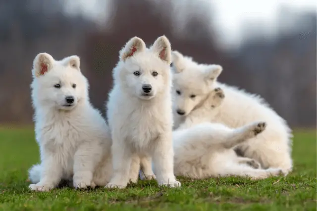 White Swiss Shepherd puppies