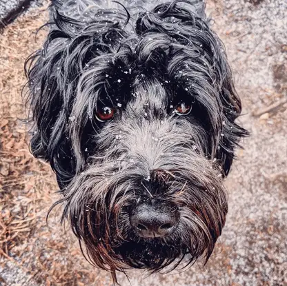 whoodle closeup