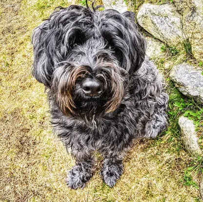 whoodle from above