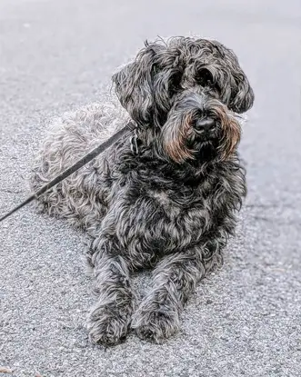 whoodle laying