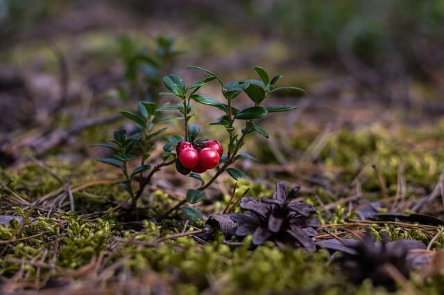 wild cranberries