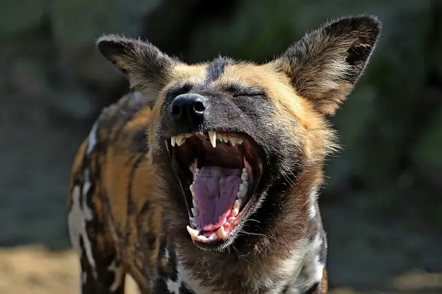 wild dog laughing