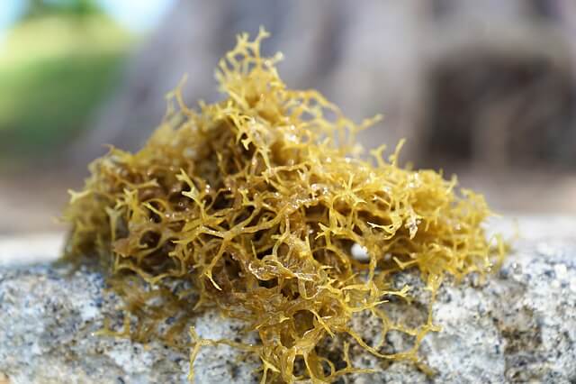 wild seaweed