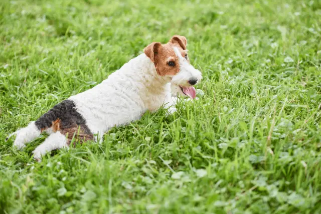 Wire Fox Terrier