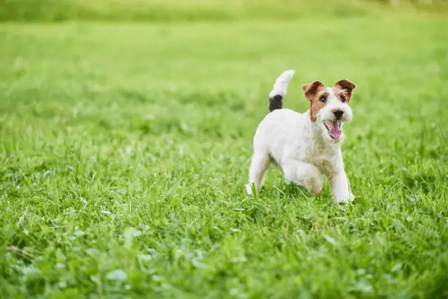 Wire Fox Terrier