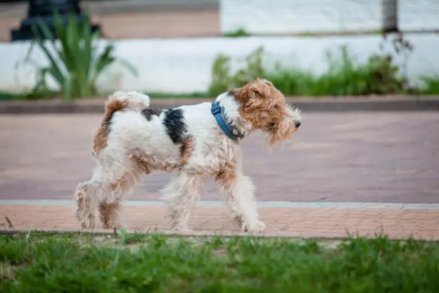 Wire Fox Terrier