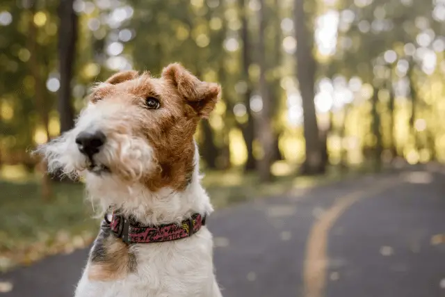 Wire Fox Terrier