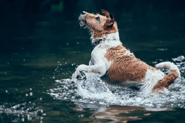 Wire Fox Terrier