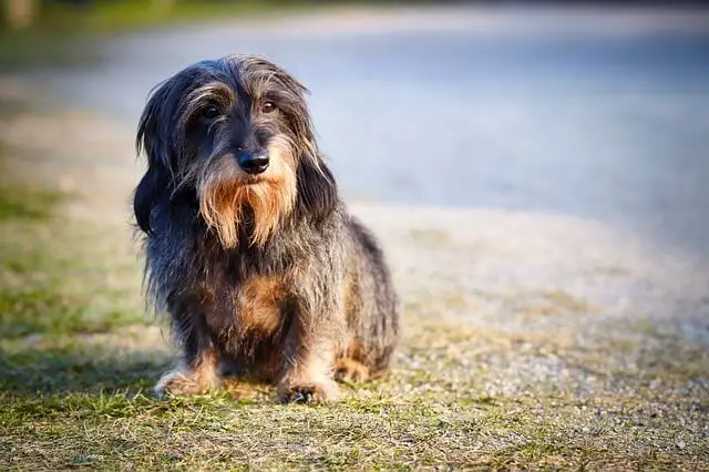 wire-haired-dachshund