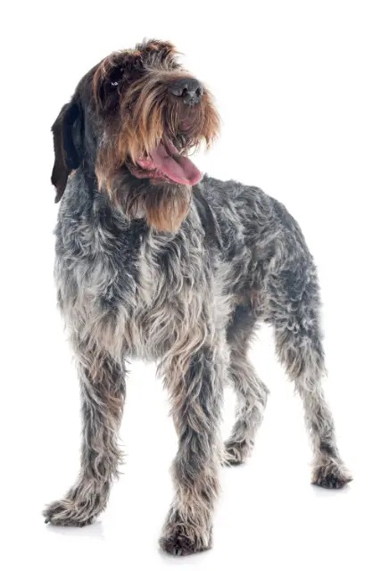 Wirehaired Pointing Griffon