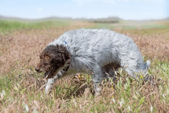 Wirehaired Pointing Griffon