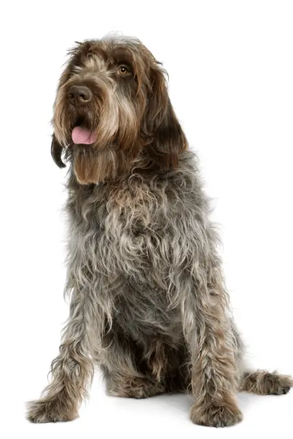 Wirehaired Pointing Griffon