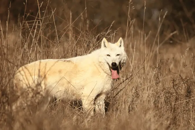 Wolf hybrid