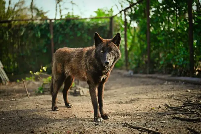 wolfdog hybrid
