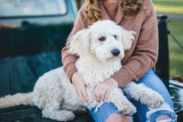 woman and a dog on the back of a truck