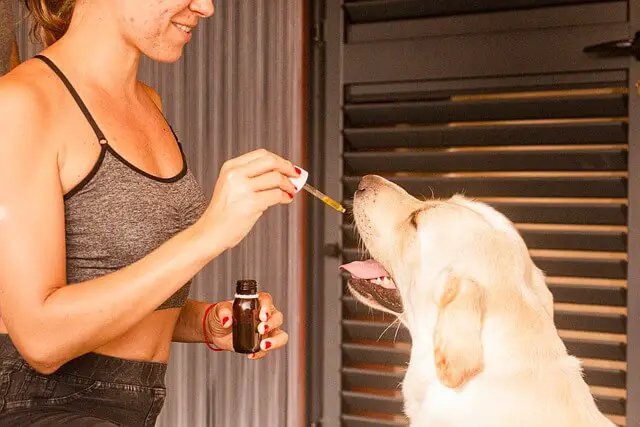 mujer dando aceite de cbd a perro