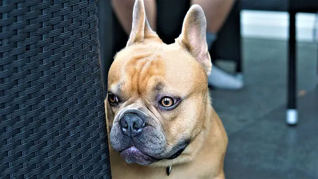 worried frenchie