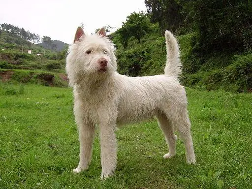 xiasi quan dog