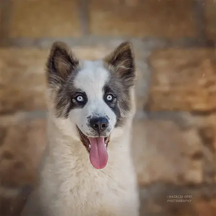 yakutian laika