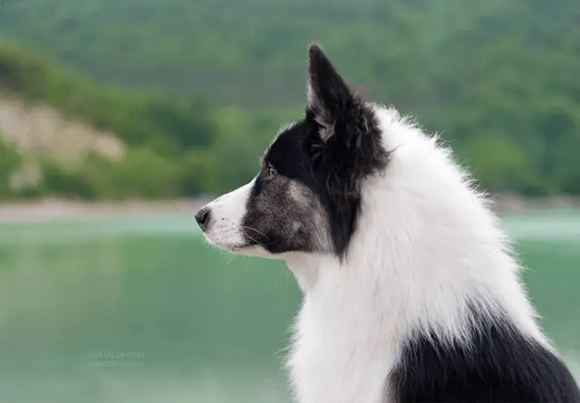 yakutian laika