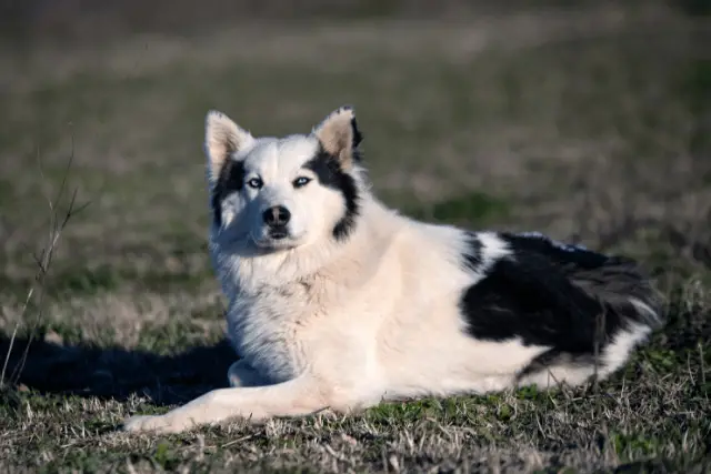 Yakutian Laika