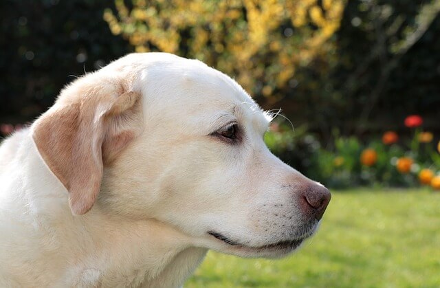 yellow lab puppy