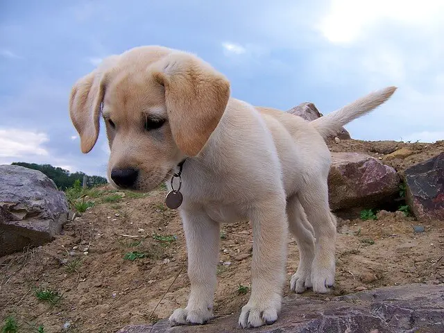 yellow lab puppy