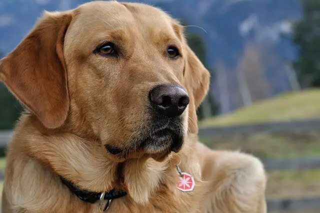 yellow lab