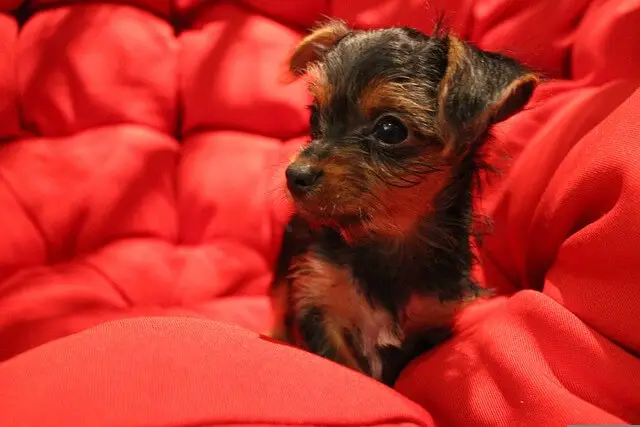 yorkie