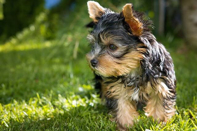 yorkie, primer plano, perfil