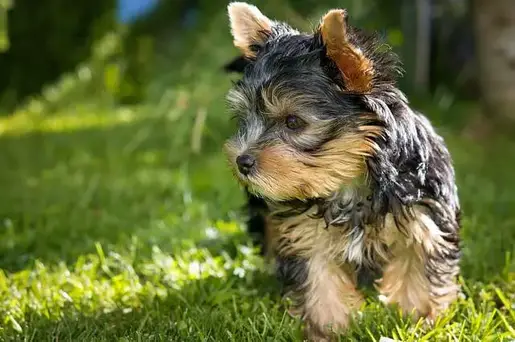 perfil de close-up yorkie