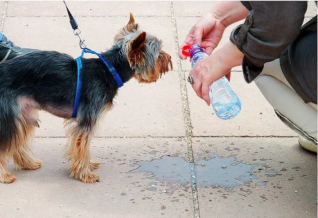 yorkie pije vodu