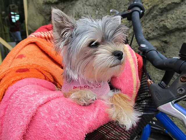 yorkie in a bike basket