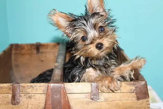 yorkie in a box